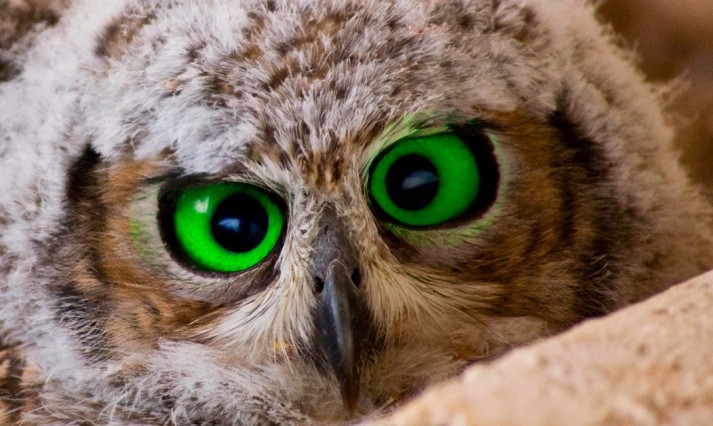 Owl-713x426.jpg