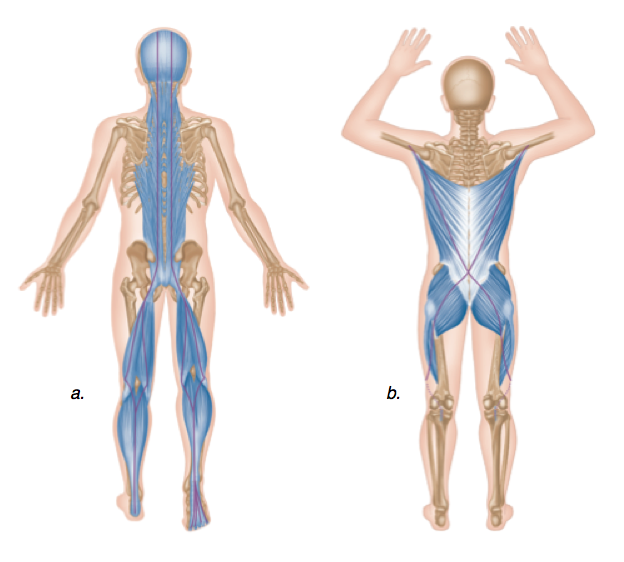 Como você pode ver, muito do nosso corpo é dependente da cadeia posterior músculos.