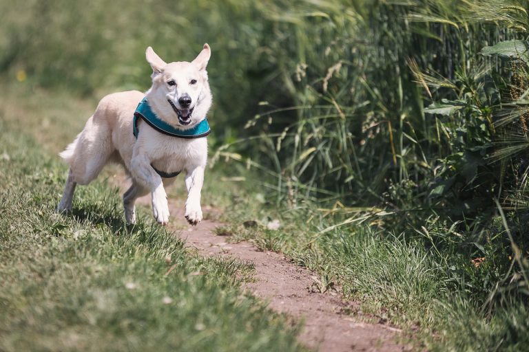 Running after your dog would be perfect for Tabata, as long as you can convince them to slow down...
