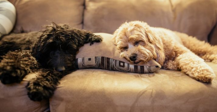 These dogs are ready to leave the couch and run a 5K...really.