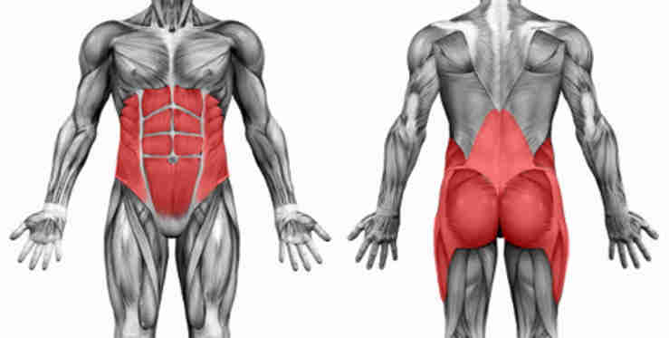 A front and back image of the core muscles.