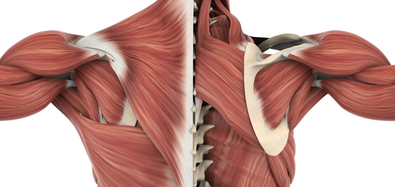 Musculus Latissimus Dorsi анатомия