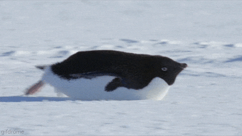 A penguin gliding on ice, which shows low friction at work.