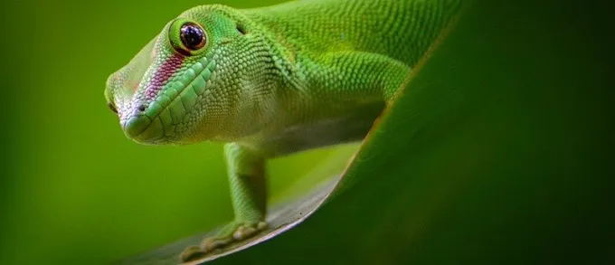 A gecko doing a push-up